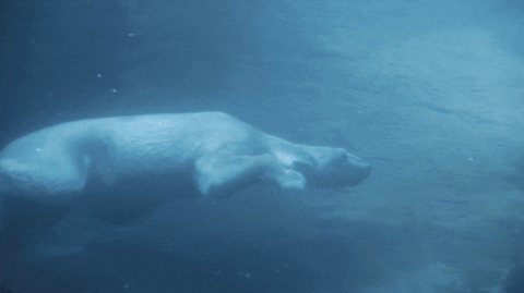 fail polar bear GIF by San Diego Zoo