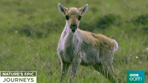 nature's epic journeys calf GIF by BBC Earth