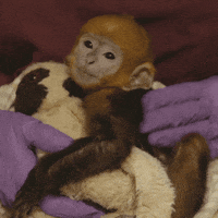 San Diego Baby GIF by San Diego Zoo Wildlife Alliance