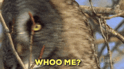 are you talking to me owl GIF