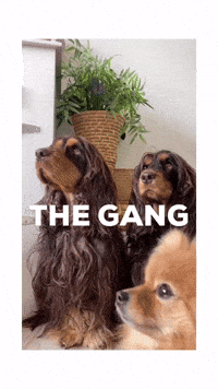 Best Friends Puppy GIF