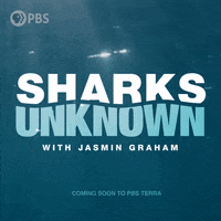 Marine Life Ocean GIF by PBS Digital Studios