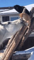 Curious Horse Tries to Befriend Nervous Cat