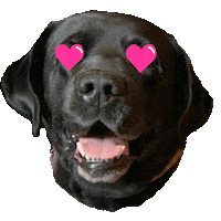 recetasfit love harold blacklab burpeevet Sticker