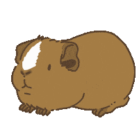 Licht Guineapig Sticker