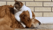 Best Friends Cat GIF by MOST EXPENSIVEST