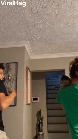 Boxing Match With a Kitten 