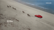 ferrari GIF by MOST EXPENSIVEST