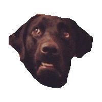 what serious STICKER by imoji