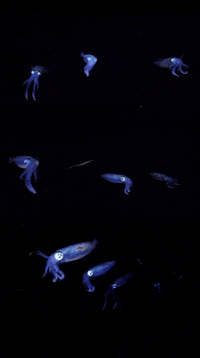 Squid GIF by OctoNation® The Largest Octopus Fan Club!