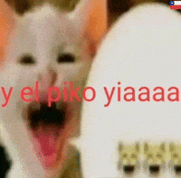 Chechito_chileXd chile meme gato incredulo gato yiaaaa gatito chileno GIF
