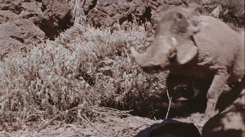 pig lol GIF by Chipotle Mexican Grill