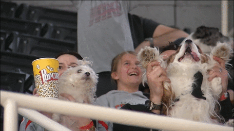 checkershockey giphyupload funny dancing fans GIF