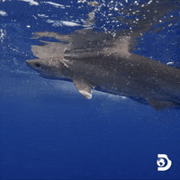 Discovery Channel Travel GIF by Shark Week