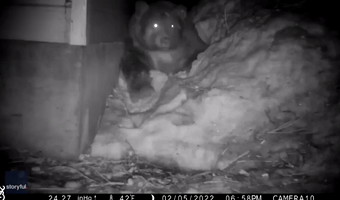 California Black Bear Stretches Legs After Winter of Hibernation