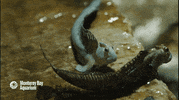 jumping leaping blenny GIF by Monterey Bay Aquarium