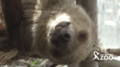 rwpzoo giphygifmaker tired lazy yawn GIF