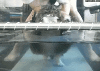 fat cat GIF