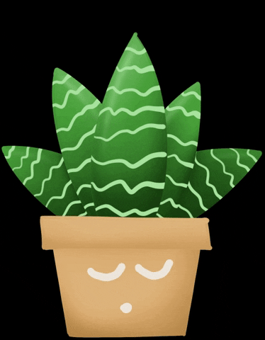 Vidsfelisilda giphyupload plant cactus zebra GIF