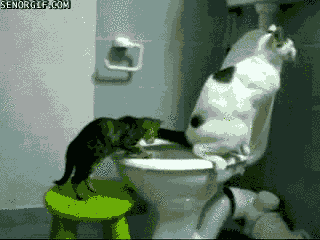 cat toilet GIF by Cheezburger