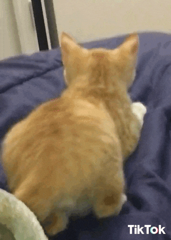 Video gif. Orange cat has its back facing us and it wiggles its butt in the air as it leans on a bed.