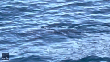 Sighting of Salmon Shark Near Californian Island