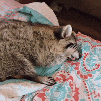 Early Morning Raccoon GIF by Respective