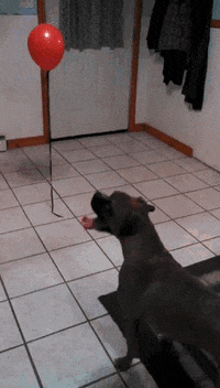 Dog Balloon GIF
