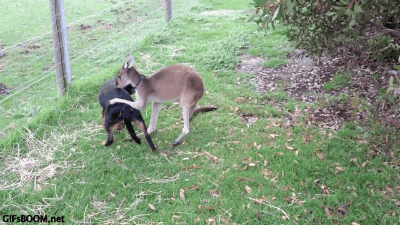 dog kangaroo GIF