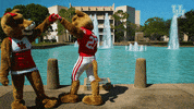 houstoncougars houston sasha gocoogs shasta GIF