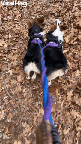 Happiness Is Finding a Good Stick