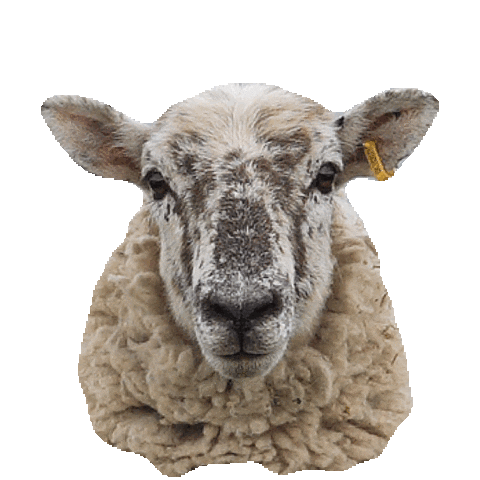serious sheep STICKER by imoji