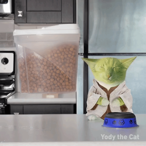 hungry cat GIF