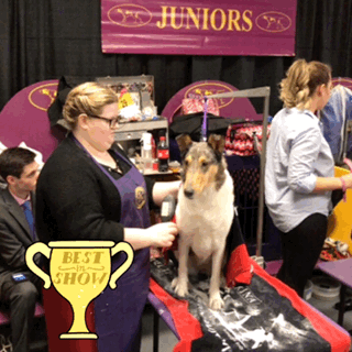 hair brushing GIF by Westminster Kennel Club