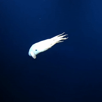 “Ghostly” Dumbo Octopus in the Deep Sea