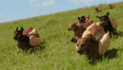 Hot Dogs GIF