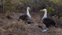 The Amazing Mating Dance of the Galapagos Albatross