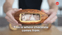Where Chocolate Comes From
