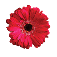 flower power summer Sticker by LePainQuotidien