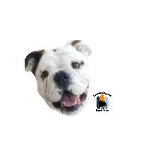 Happy English Bulldog Sticker by Southern California Bulldog Rescue