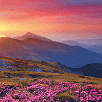 GVCC morning flowers easter mountain GIF
