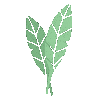 agenciarosa creative plant plants flores Sticker