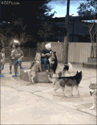 dog copy GIF