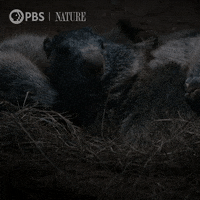 Pbs Nature Animales GIF by Nature on PBS