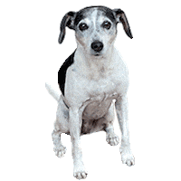 Wonderwallstudios wonderwall wws nahla Sticker