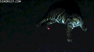 tiger laser pointers GIF by Cheezburger