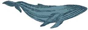 Whale Sticker by Little Planet