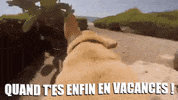 campingqualite dog water holidays swimming GIF