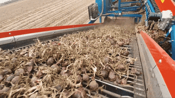 ASA-LIFT vegetables harvest onion carrots GIF