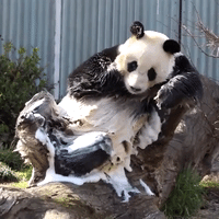 Adelaide Zoo's Giant Panda Enjoys Birthday Treat